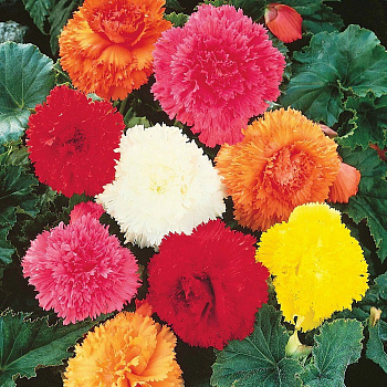 Бегония бахромчатая смесь окрасок