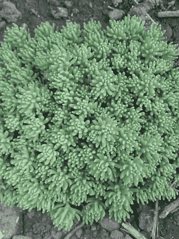 Очиток испанский