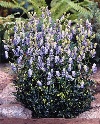 Аконит каммарум Биколор