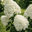 Гортензия метельчатая Summer Snow