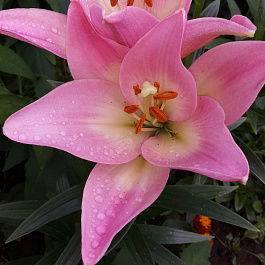 Лилия ЛА-гибрид Пати Даймонд