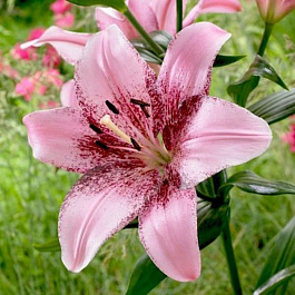 Лилия ЛА-гибрид Коголето НАБОР 2ШТ (2+2)