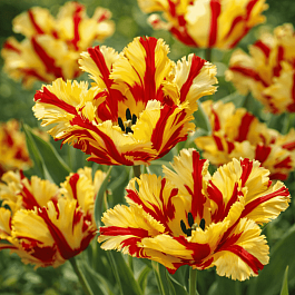 Тюльпан попугайный Flaming Parrot Gold