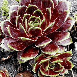 Молодило гибридное Rubicundum