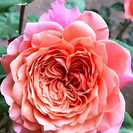 Роза  кустовая Miyabi