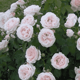 Роза Английская кустовая  Claire Rose