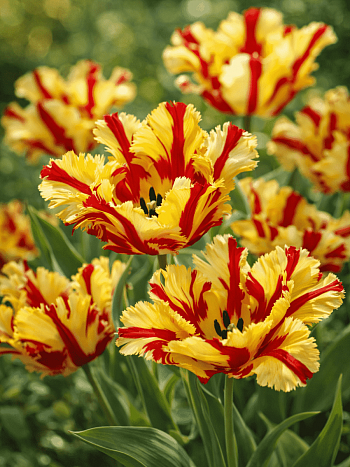 Тюльпан попугайный Flaming Parrot Gold