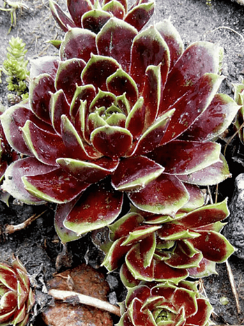 Молодило гибридное Rubicundum