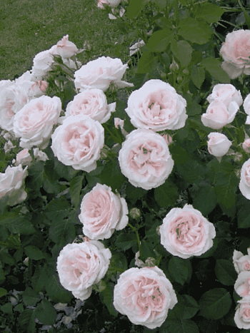 Роза Английская кустовая  Claire Rose