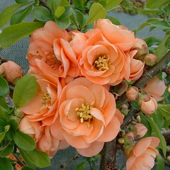 Айва великолепная Камео