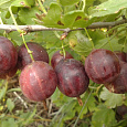 Крыжовник Смена