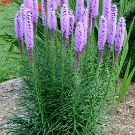 Лиатрис колосковый