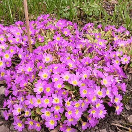 Примула Воронова