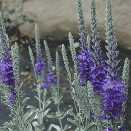 Вероника cизая