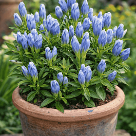 Горечавка Макиной Blue magic