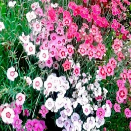 Гвоздика травянка mix