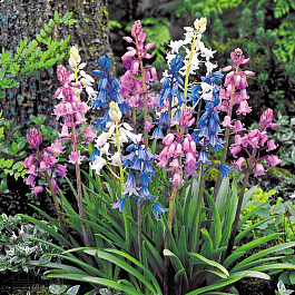 Гиацинтоидес испанский  Гиацинтоидес испанский