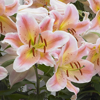 Лилия восточная Сэлмон Парти