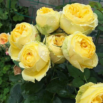 Роза спрей Каталина