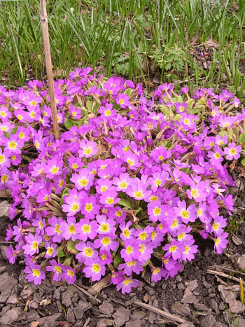 Примула Воронова