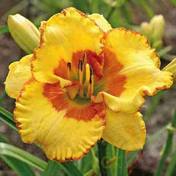 Лилейник Irristable Charm