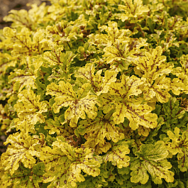 Гейхерелла Spicy Lime