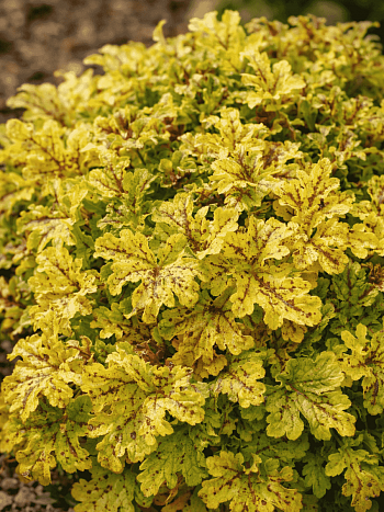 Гейхерелла Spicy Lime