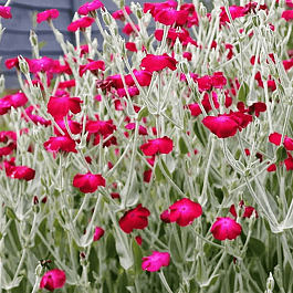 Лихнис корончатый