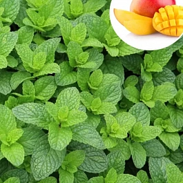 Мята Манго