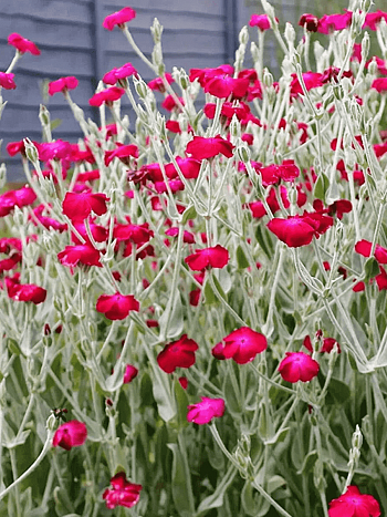 Лихнис корончатый