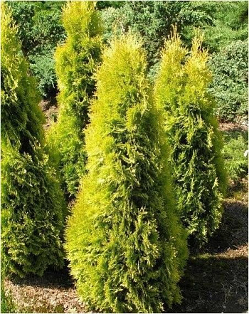 Туя западная Салланд