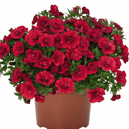 Калибрахоа Cabaret Bright Red(кашпо)