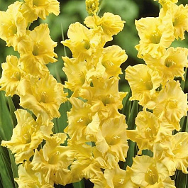 Гладиолус крупноцветковый Морнинг Голд