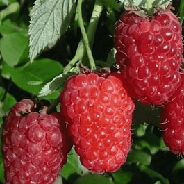 Малина Лячка