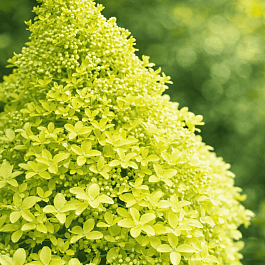 Гортензия метельчатая Magical Lime Sparkle