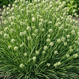 Сеслерия голубая