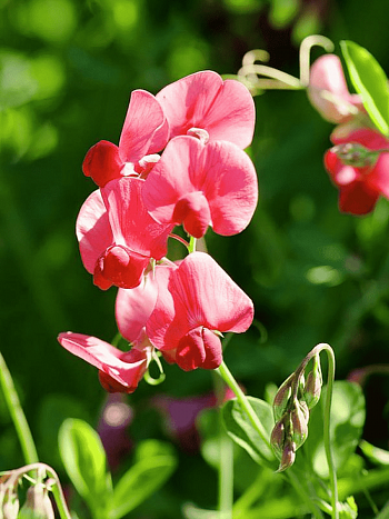 Чина широколистная Red Pearl