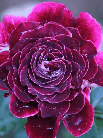 Роза  кустовая Mille et Une Nuits