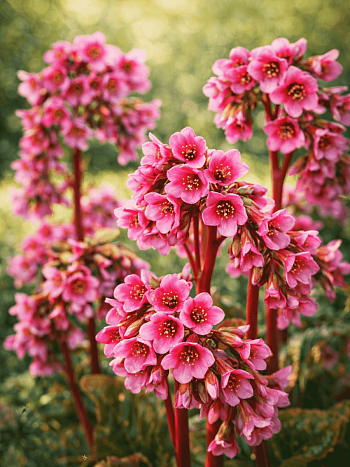 Бадан гибридный Bressingham Ruby