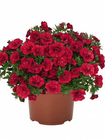 Калибрахоа Cabaret Bright Red(кашпо)