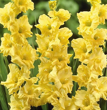 Гладиолус крупноцветковый Морнинг Голд