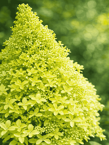 Гортензия метельчатая Magical Lime Sparkle