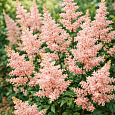 Астильба японская Peach Blossom