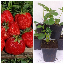 Земляника садовая Вима Ксима НАБОР 5ШТ