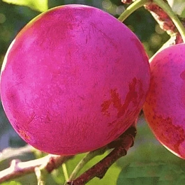 Слива домашняя Деликатная