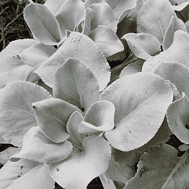 Крестовник белеющий Angel Wings