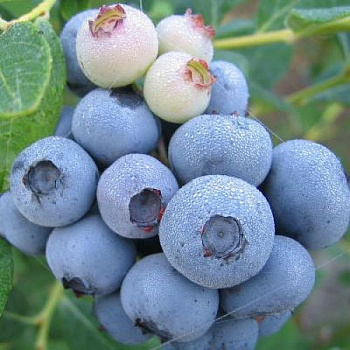 Голубика высокорослая Легаси