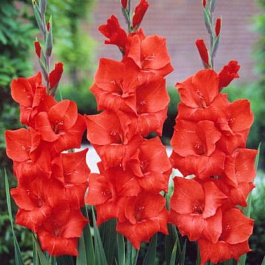Гладиолус крупноцветковый Лейзер