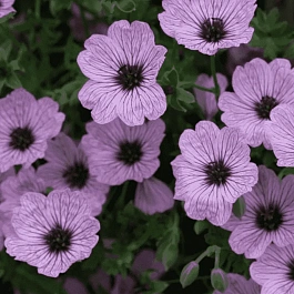 Герань пепельная Ballerina