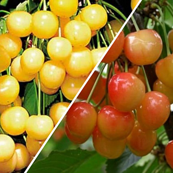 Черешня гибрид Приусадебная жёлтая + Брянская Розовая
